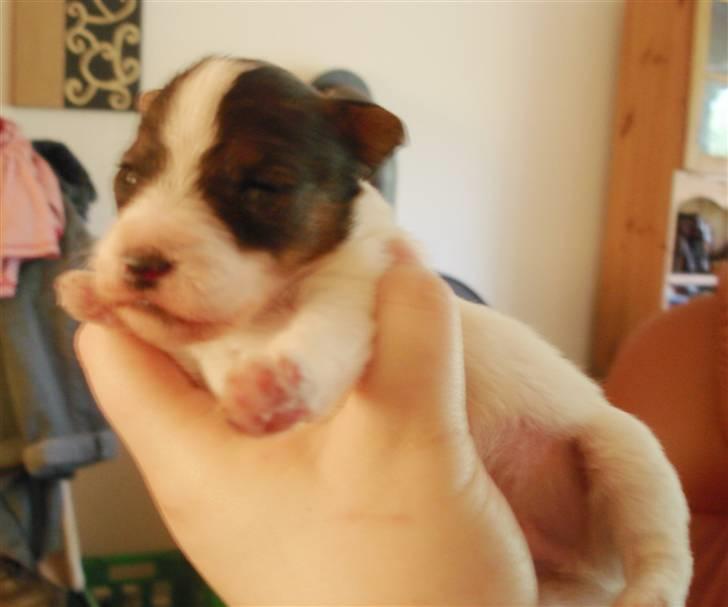 Blanding af racer Nikko - 20 dage billede 5