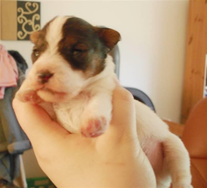 Blanding af racer Nikko - 20 dage billede 6