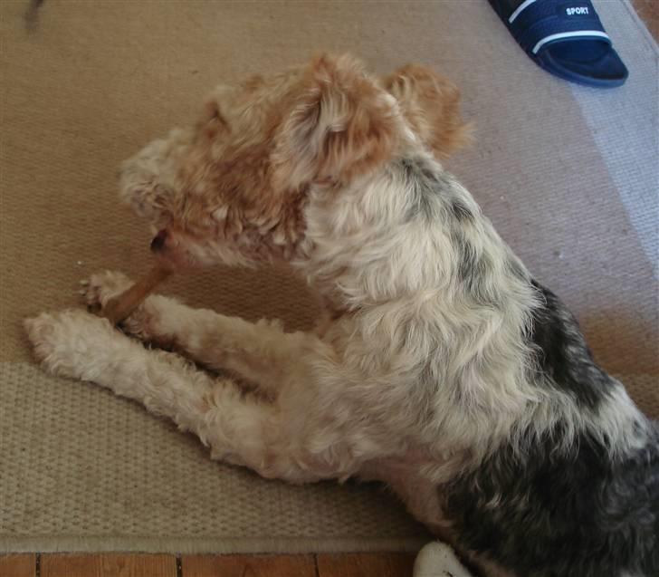 Ruhåret foxterrier Anton billede 8