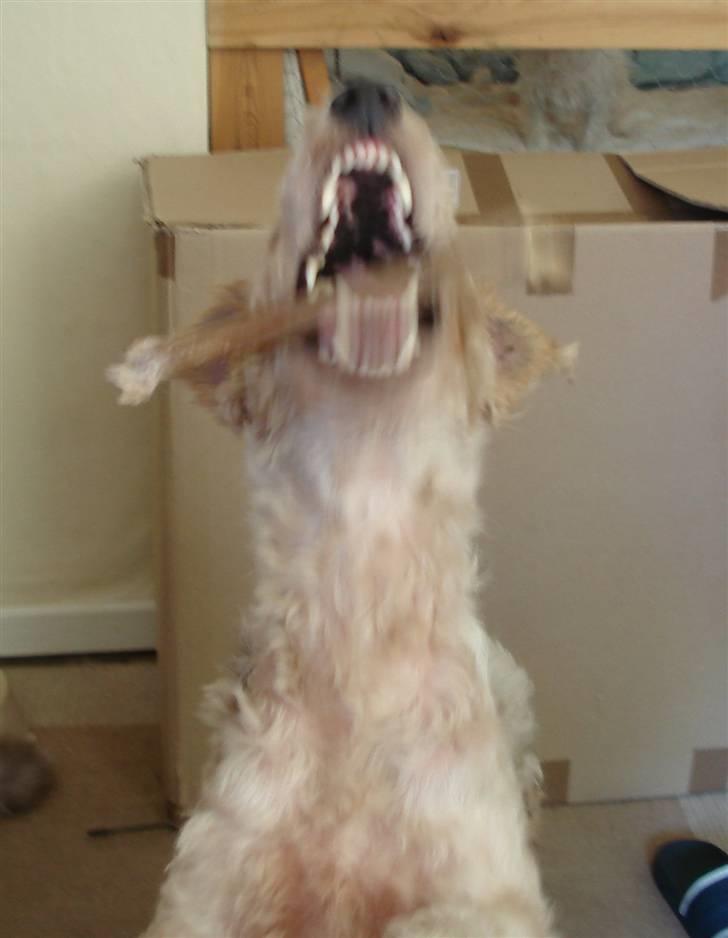 Ruhåret foxterrier Anton billede 9