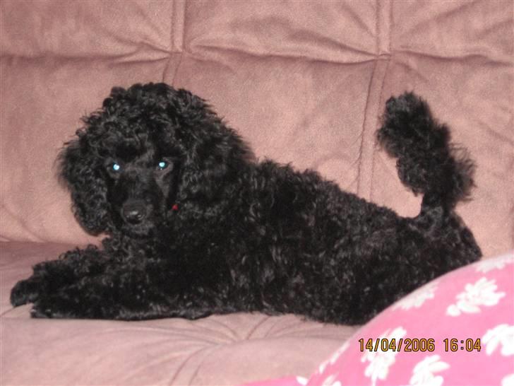 Dværgpuddel Phyrus black Honey billede 1