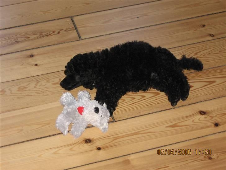 Dværgpuddel Phyrus black Honey billede 6