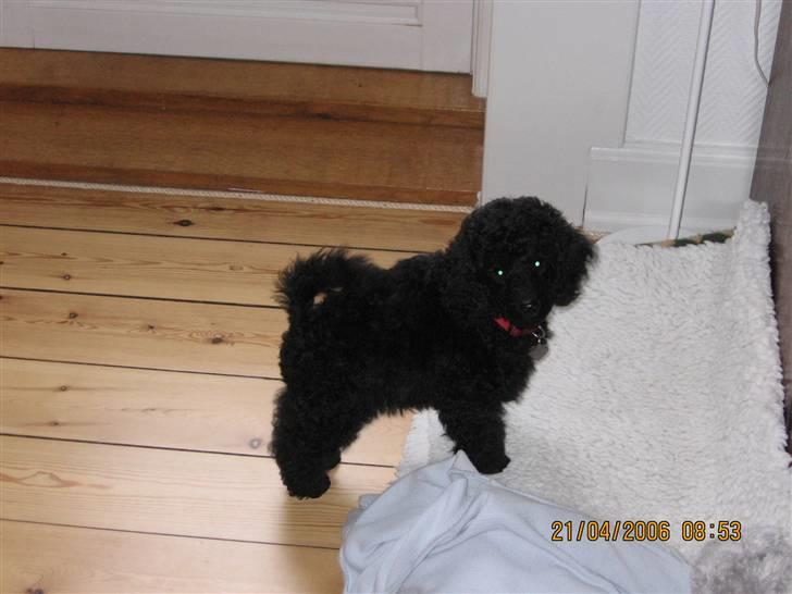 Dværgpuddel Phyrus black Honey billede 7