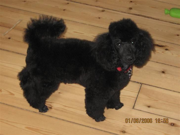 Dværgpuddel Phyrus black Honey billede 9