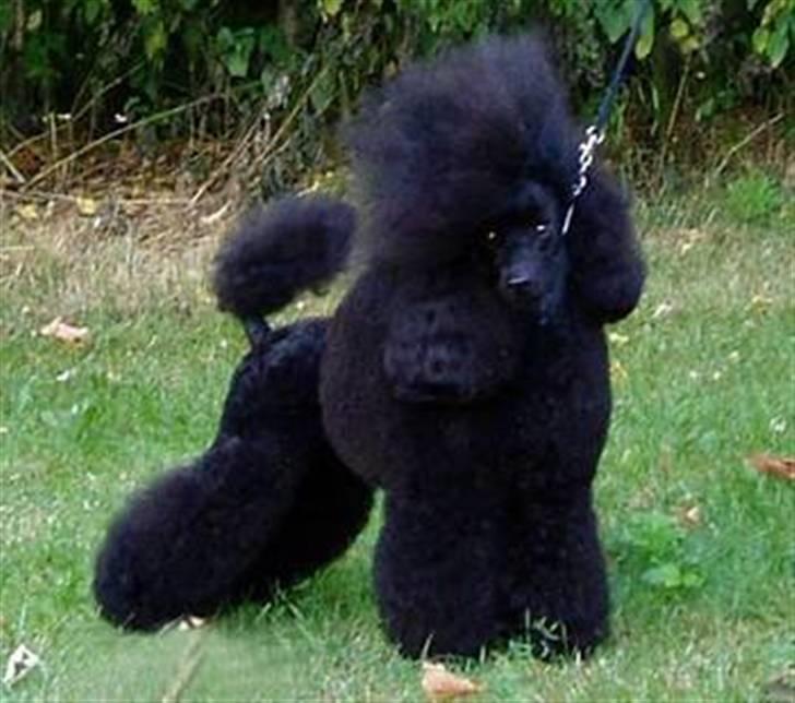 Dværgpuddel Phyrus black Honey - Honey´s mor billede 19