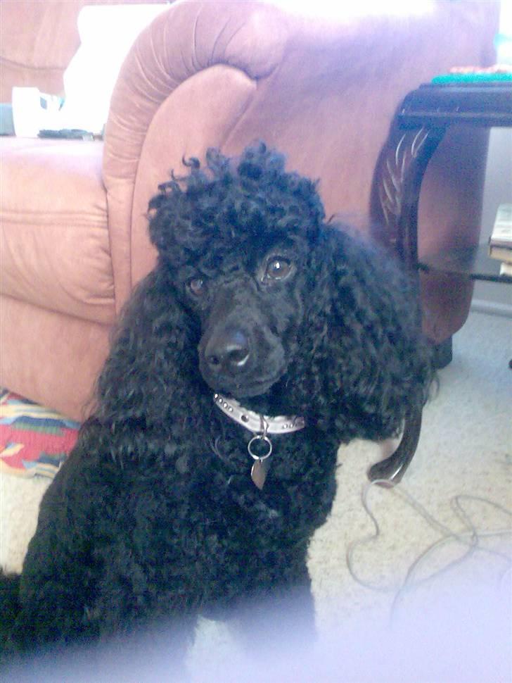 Dværgpuddel Phyrus black Honey billede 20