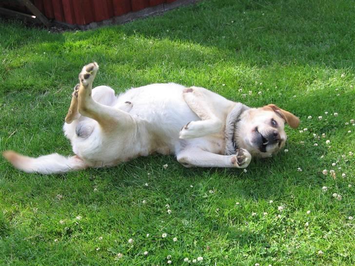 Labrador retriever Rasmus billede 1