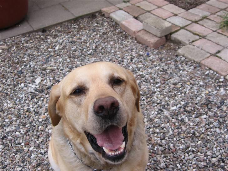 Labrador retriever Rasmus billede 2