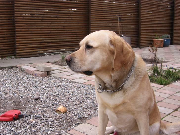 Labrador retriever Rasmus billede 3