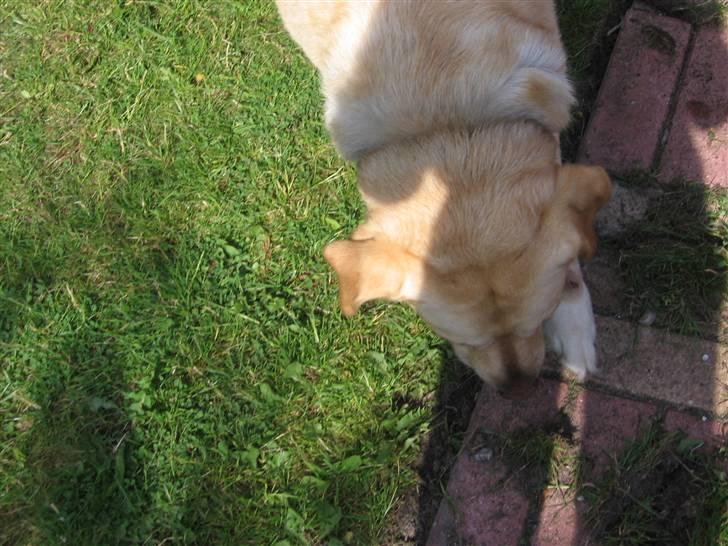 Labrador retriever Rasmus billede 4