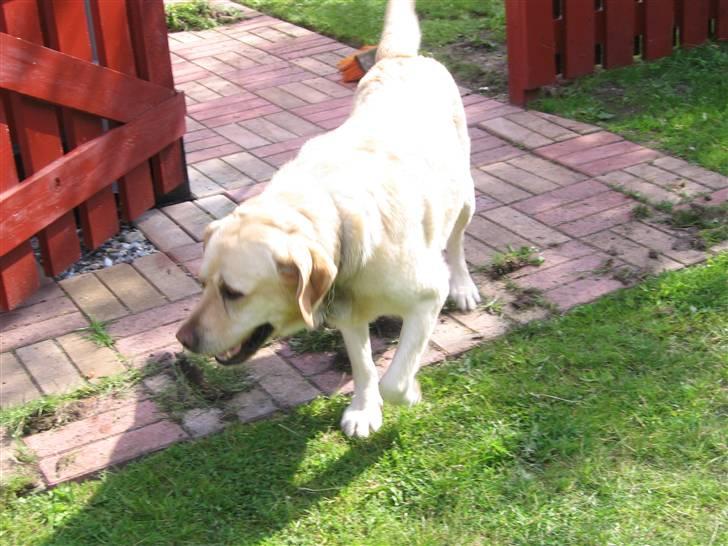 Labrador retriever Rasmus billede 5