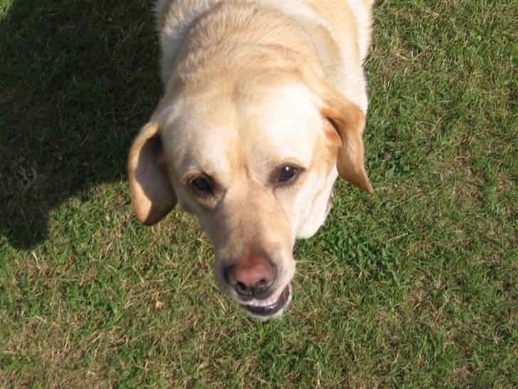 Labrador retriever Rasmus billede 6