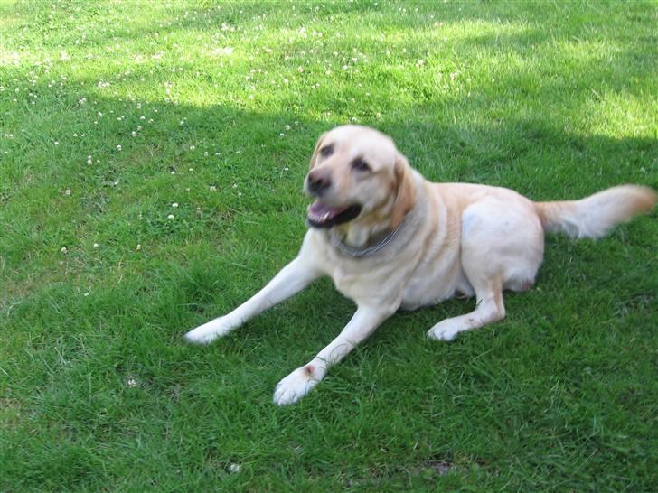 Labrador retriever Rasmus billede 7