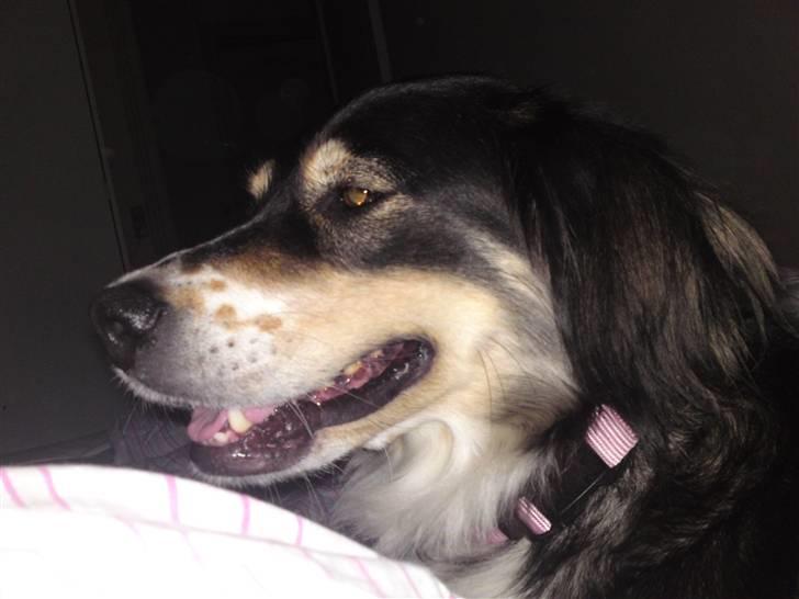 Blanding af racer tulle - træt træt og mere træt billede 4