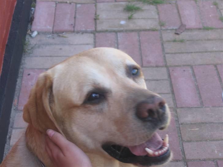 Labrador retriever Rasmus billede 8