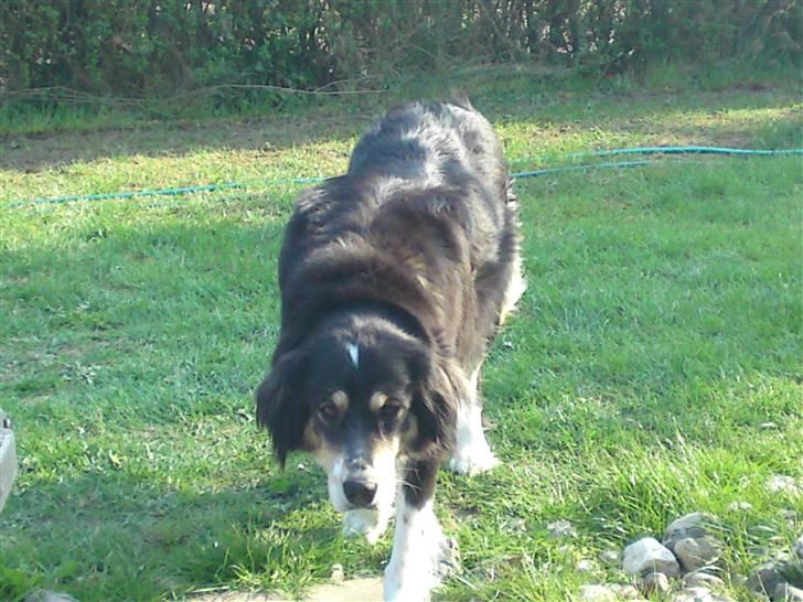 Blanding af racer tulle - jeg har ikke lavet noget jeg ikke må;-) billede 5