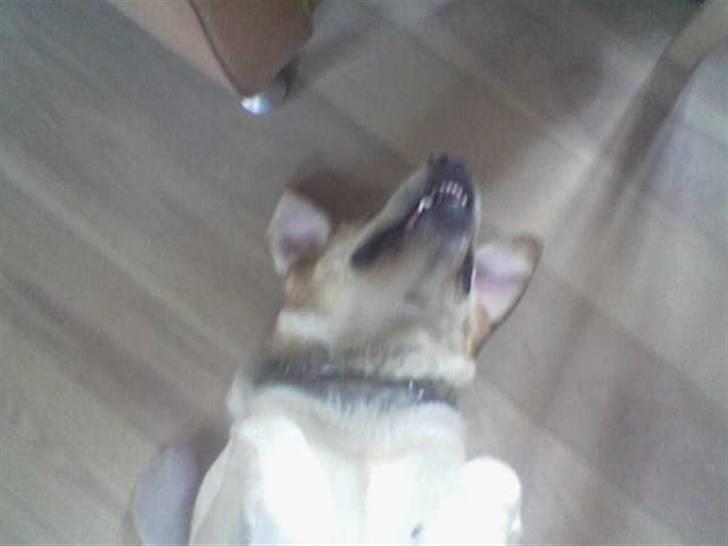 Labrador retriever Rasmus billede 9