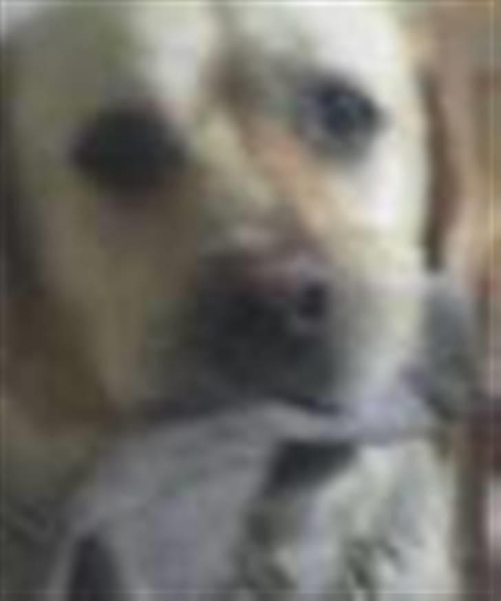 Labrador retriever Rasmus billede 10