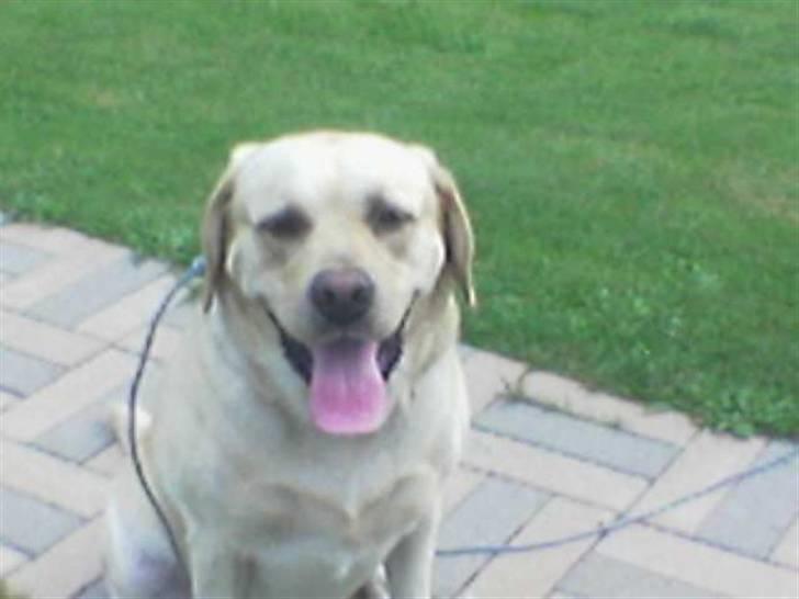 Labrador retriever Rasmus billede 11