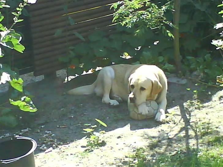 Labrador retriever Rasmus billede 12