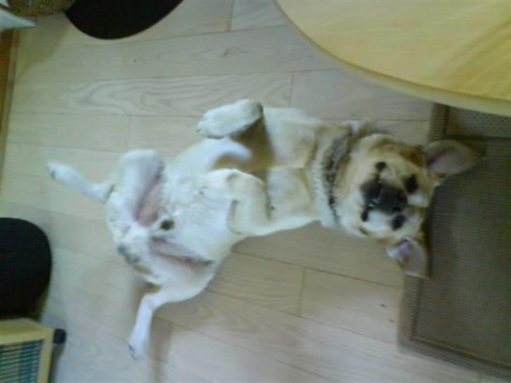 Labrador retriever Rasmus billede 13