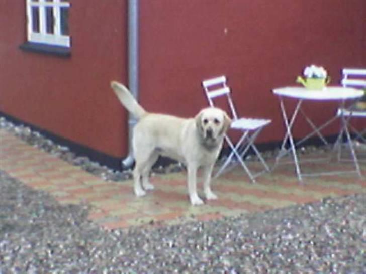Labrador retriever Rasmus billede 14