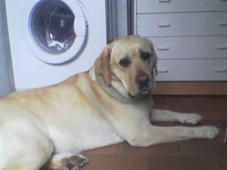 Labrador retriever Rasmus billede 15