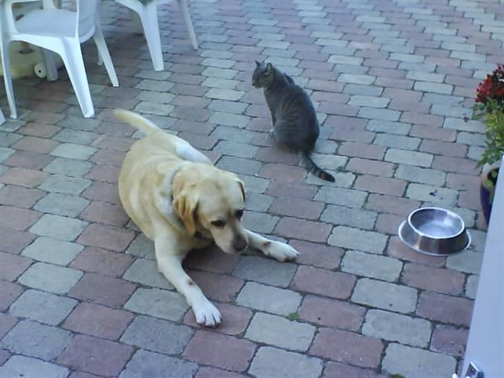 Labrador retriever Rasmus billede 16