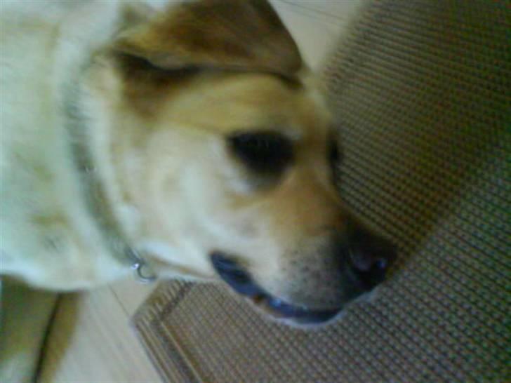 Labrador retriever Rasmus billede 17