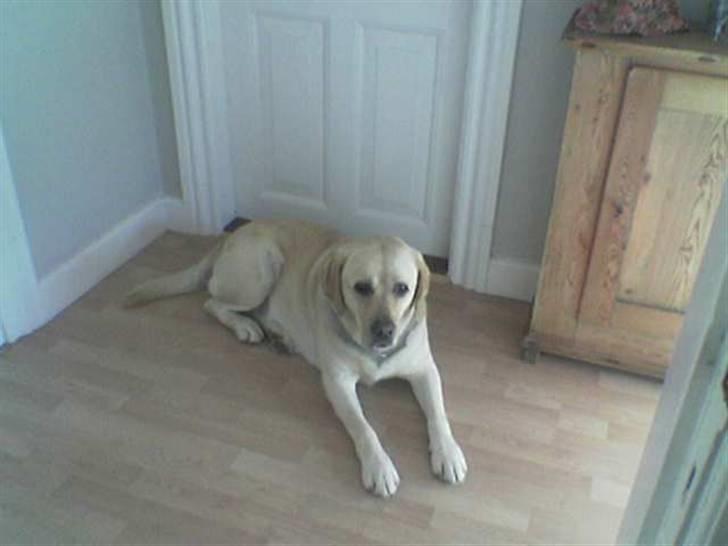 Labrador retriever Rasmus billede 18