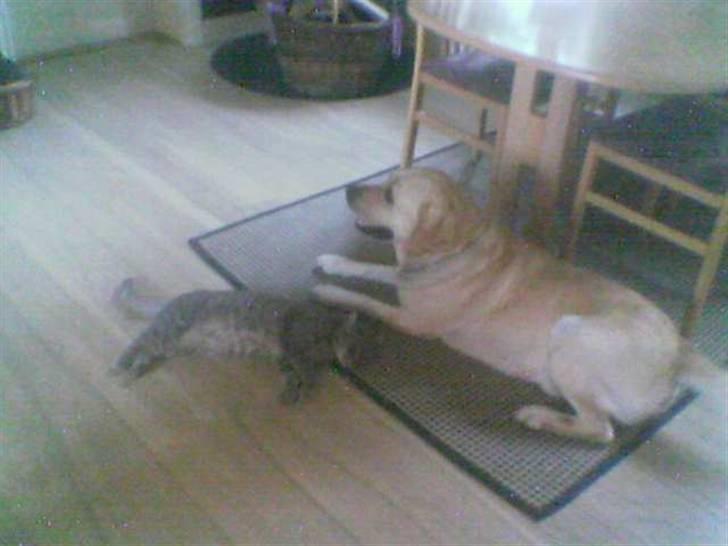 Labrador retriever Rasmus billede 19