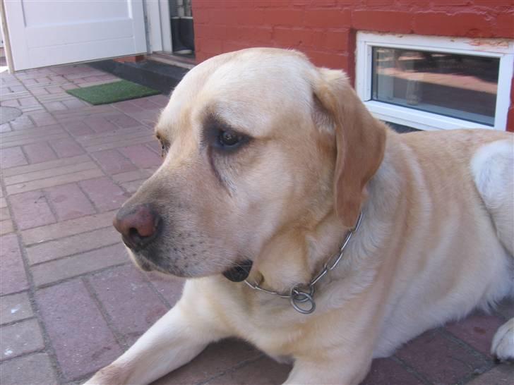 Labrador retriever Rasmus billede 20