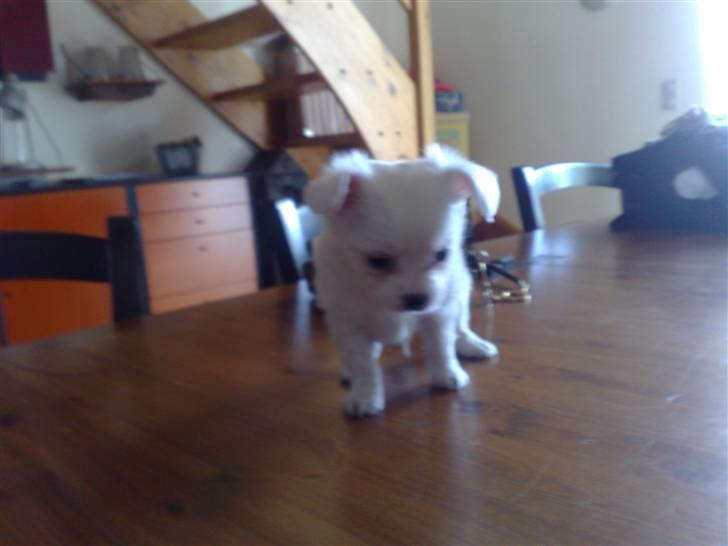 Blanding af racer Tonic Bennet - Tonic 4 uger :) billede 2