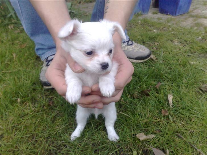 Blanding af racer Tonic Bennet billede 4