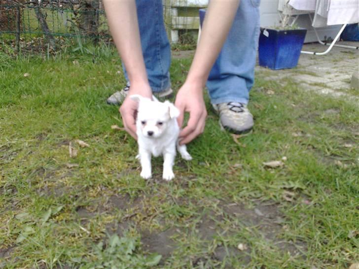 Blanding af racer Tonic Bennet - mig og tonic der er ved at vågne <3 billede 5