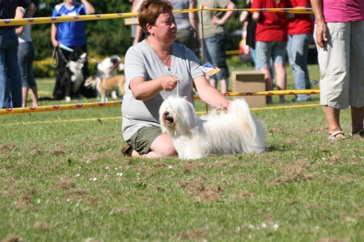 Bichon havanais Chico - Skue i Årslev 1. juni 09, BIR og 2. bedste i gruppen. billede 19