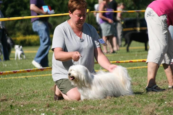 Bichon havanais Chico billede 20