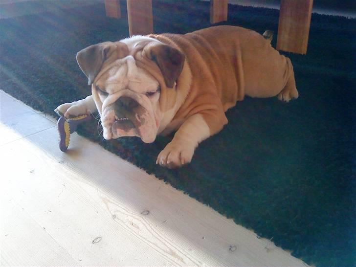 Engelsk bulldog Jørgen billede 14