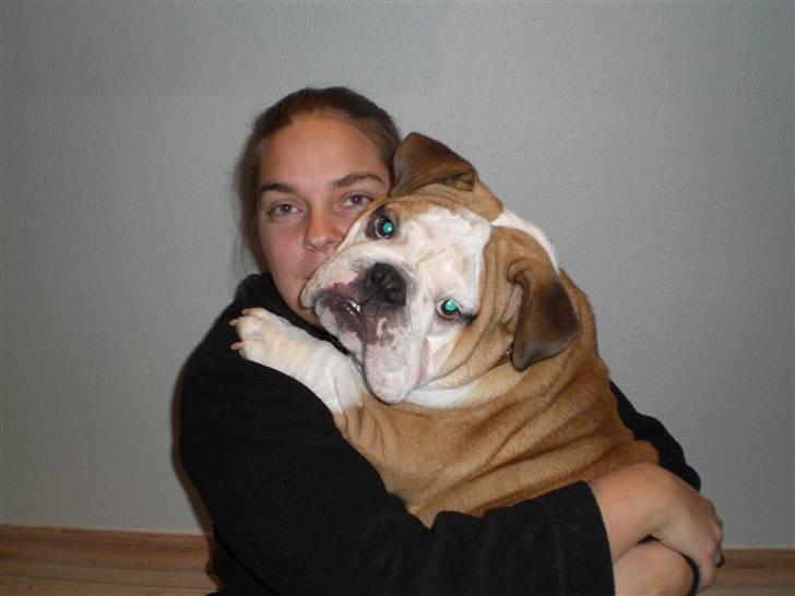 Engelsk bulldog Jørgen - her er jørgen, i nutid. han er 1 år billede 15