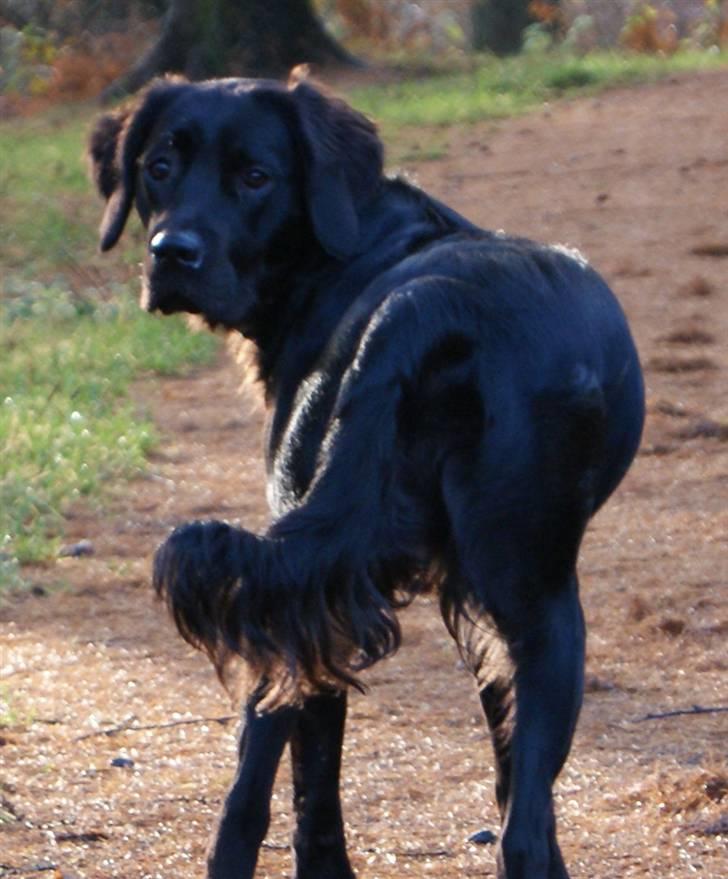 Blanding af racer Molly (lab/kleinermünster billede 12