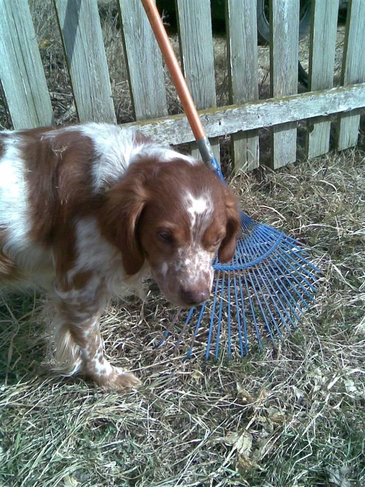 Breton Engbjergvejs Ruff "odin" billede 6