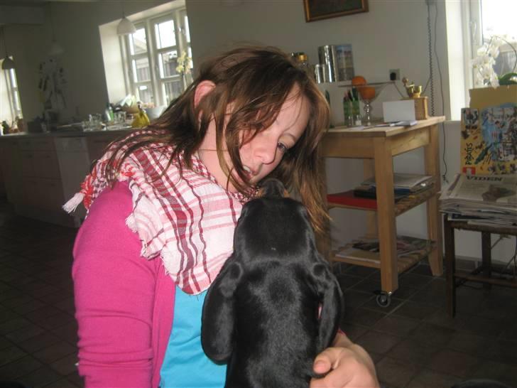 Gravhund Rita med hvalpe - hun hopper op i hoved på min veninde billede 17