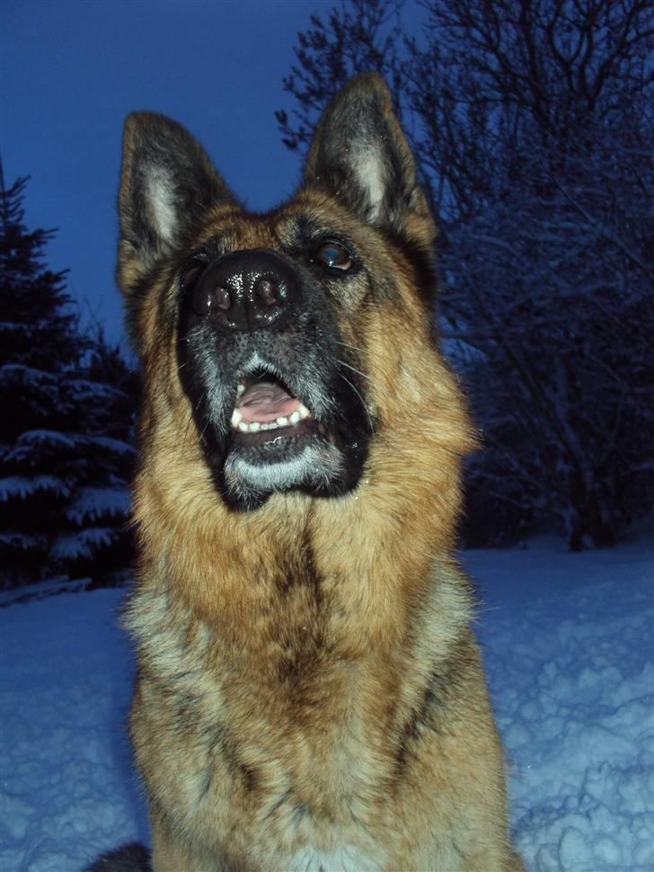 Schæferhund harrestrup friga  (rip):( - du var så dejlig billede 8