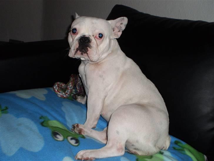 Fransk bulldog Abbey billede 18