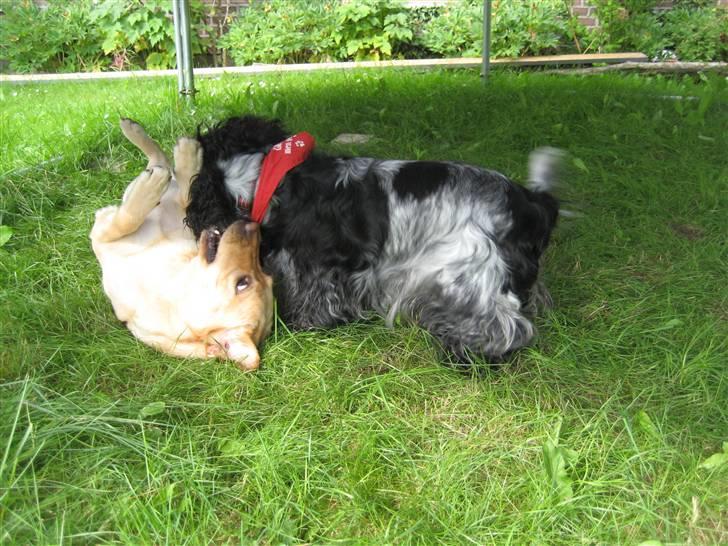 Cocker spaniel Chanel - Chanel og hendes bedste veninde Sus^^ billede 7