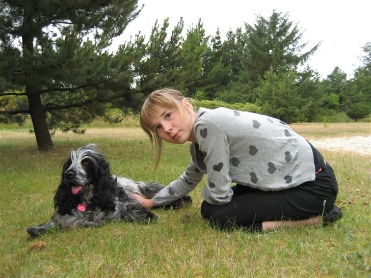 Cocker spaniel Chanel - Chanel og Lærke billede 9