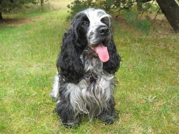 Cocker spaniel Chanel - VAND, HØRER DU MIG...? VAAAND!! billede 10