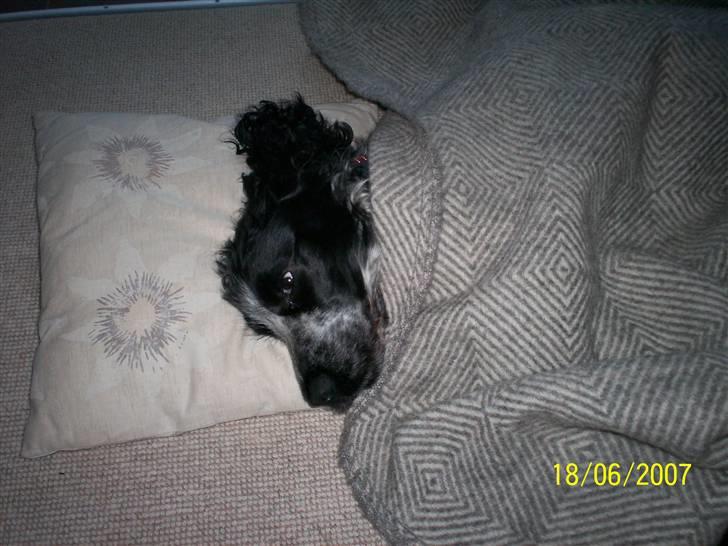 Cocker spaniel Chanel - Aaah her ligger jeg godt nok godt. billede 11