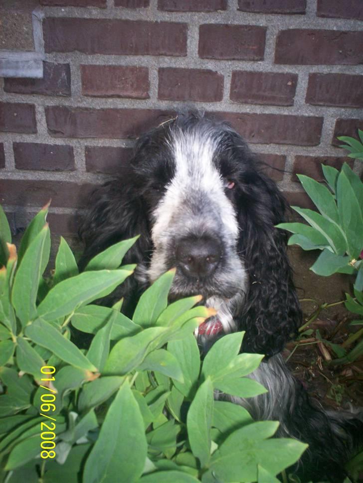 Cocker spaniel Chanel - Hvad nu?! billede 12