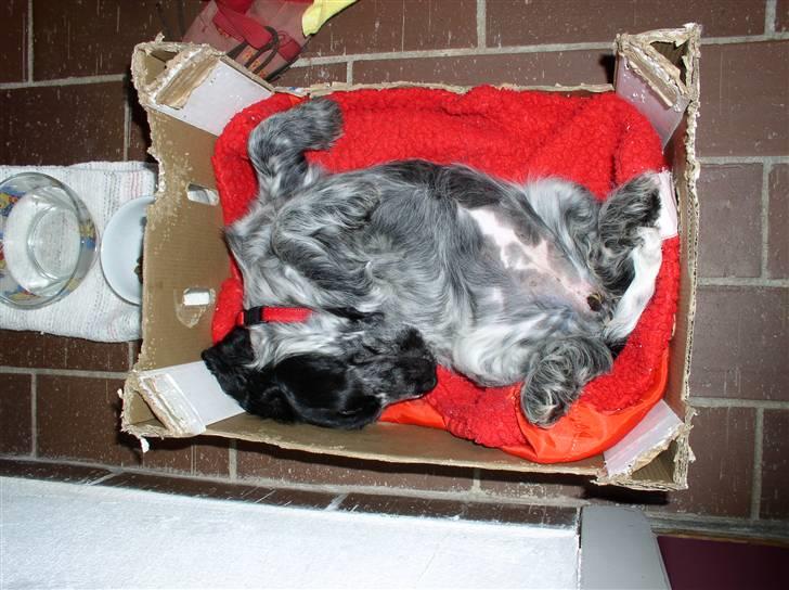 Cocker spaniel Chanel - Lille Chanel som hvalp, hun er en sand slangehund....  billede 13